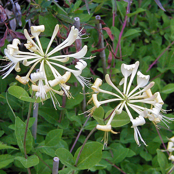 YELLOW-FLOWERED HONEYSUCKLE Lonicera periclymenum (G.S.Thomas)