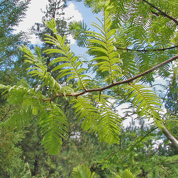 DAWN REDWOOD Metasequoia glyptostroboides