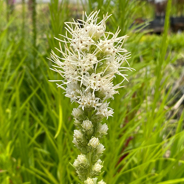 WHITE BLAZING STAR Liatris spicata (Floristan White)
