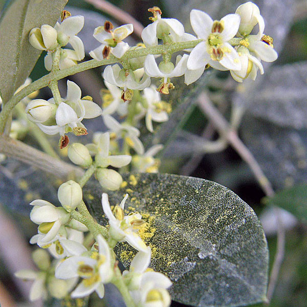 EARLY-BEARING OLIVE Olea europaea (Arbequina)