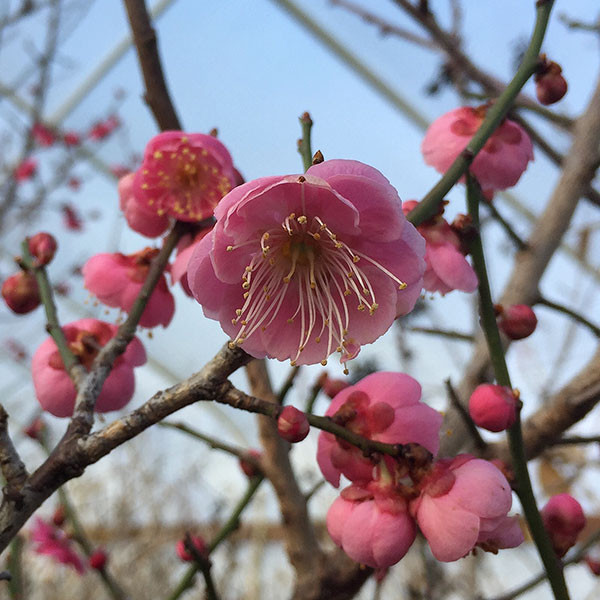 UME JAPANESE APRICOT Prunus mume