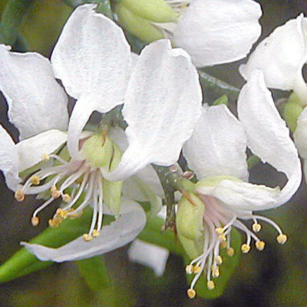 TRIFOLIATE ORANGE Poncirus trifoliata