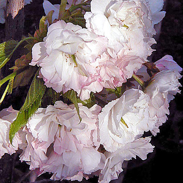 JAPANESE FLOWERING CHERRY Prunus  (Shogetsu)