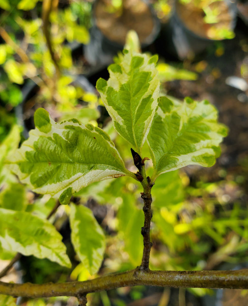 VARIEGATED PERSIAN WITCH Parrotia persica (Persian Lace)