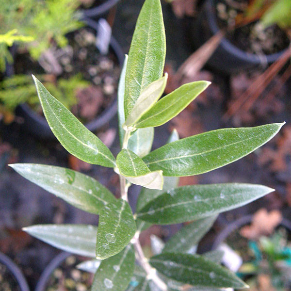 OLIVE OF SEVILLE Olea  (Manzanillo)