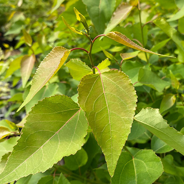 PYRAMIDAL QUAKING ASPEN Aspen tremuloides (Summer Shimmers)