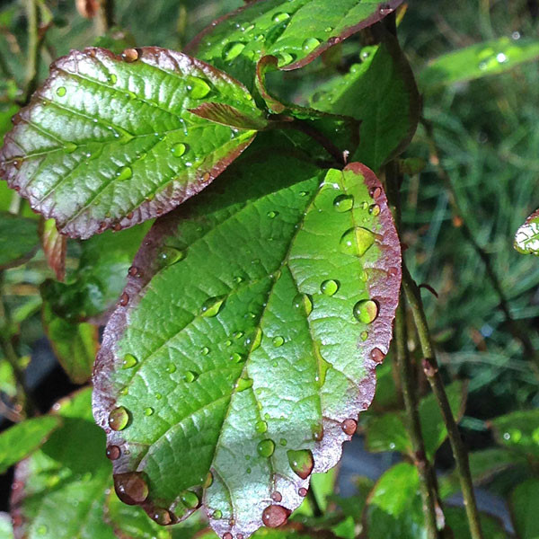 COLUMNAR IRONWOOD Parrotia persica (Persian Spire)