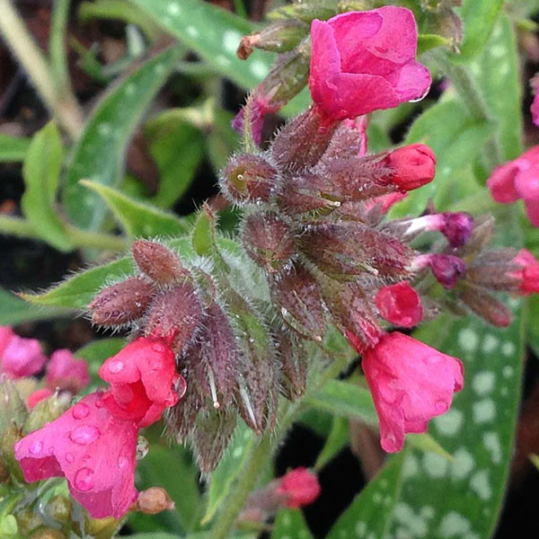 LUNGWORT Pulmonaria  (Raspberry Splash)