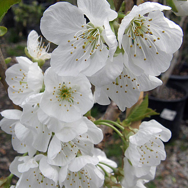SWEET CHERRY (Prunus avium 'Rainier')