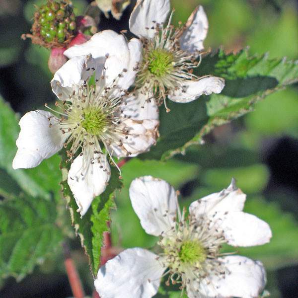 THORNLESS BLACKBERRY Rubus argutus (Navajo)