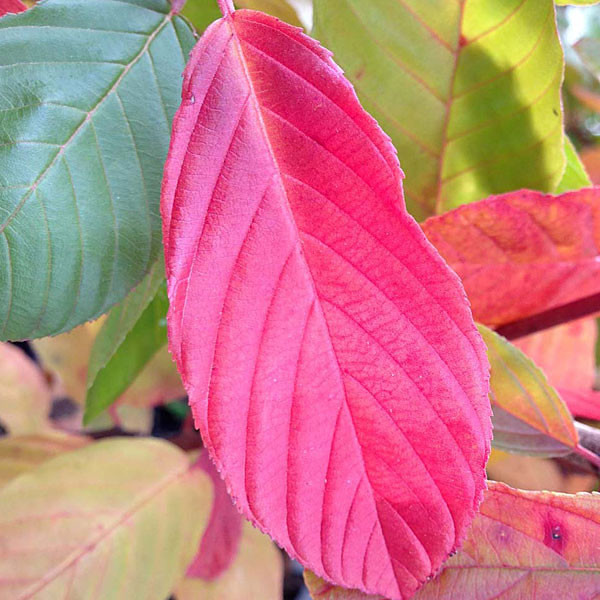 CASCARA Rhamnus purshiana