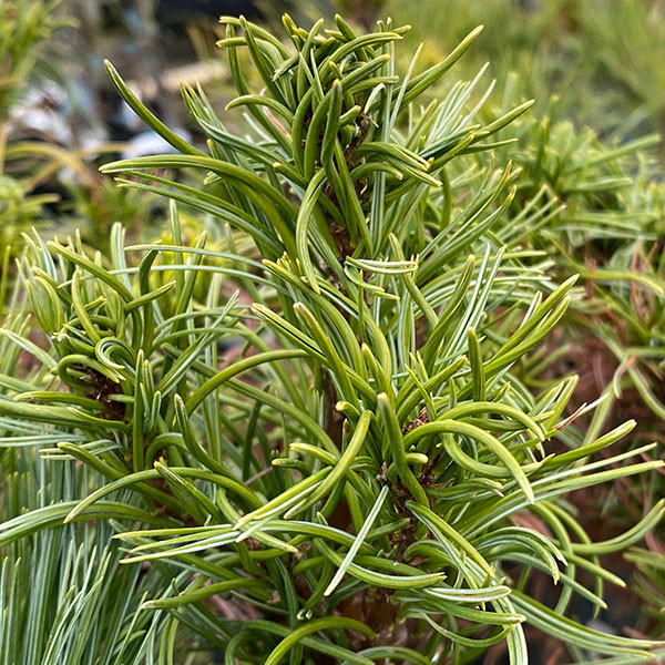DWARF EASTERN WHITE PINE Pinus strobus (Squiggles)