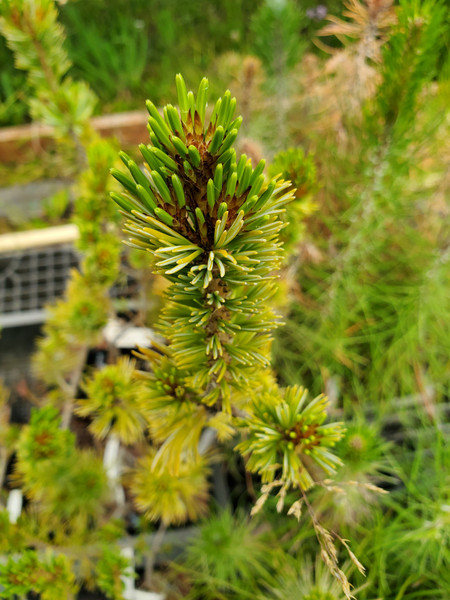 BLUE JAPANESE WHITE PINE Pinus parviflora (Cleary)