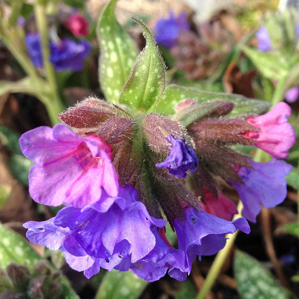 LUNGWORT Pulmonaria  (Trevi Fountain)