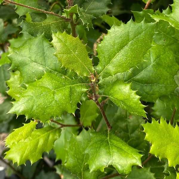 CALIFORNIA LIVE OAK Quercus agrifolia