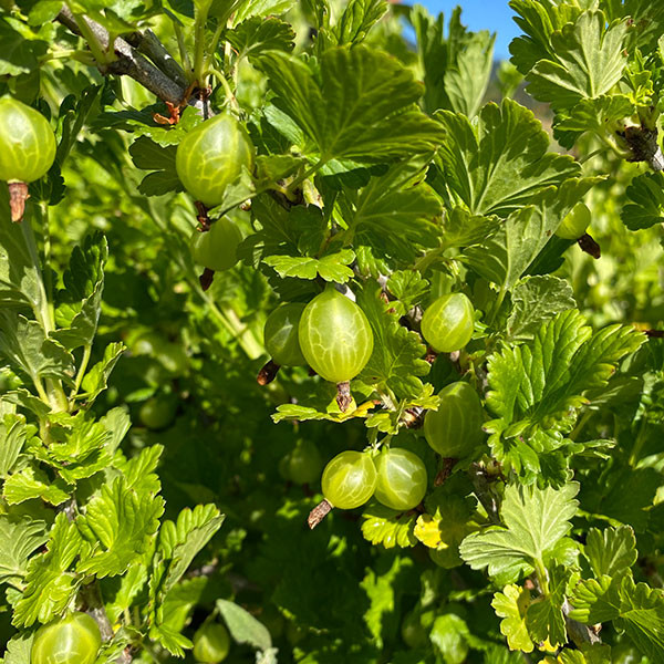 HYBRID GOOSEBERRY Ribes (Jeanne)