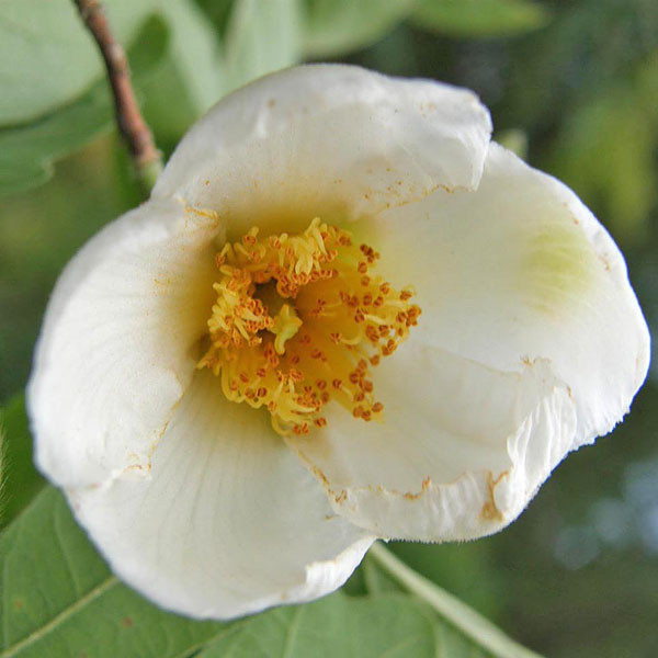 JAPANESE STEWARTIA Stewartia pseudocamellia