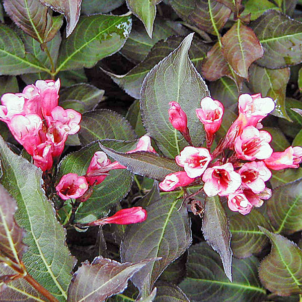 WINE & ROSES WEIGELA Weigela  (Wine and Roses)