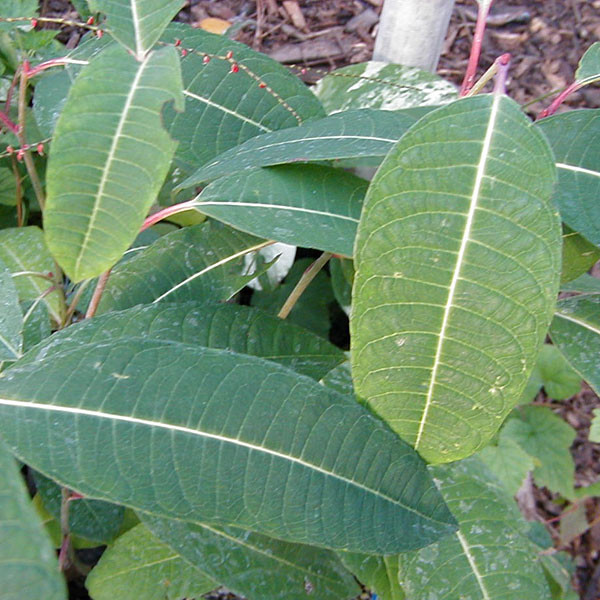 MAGNIFICENT WILLOW Salix magnifica