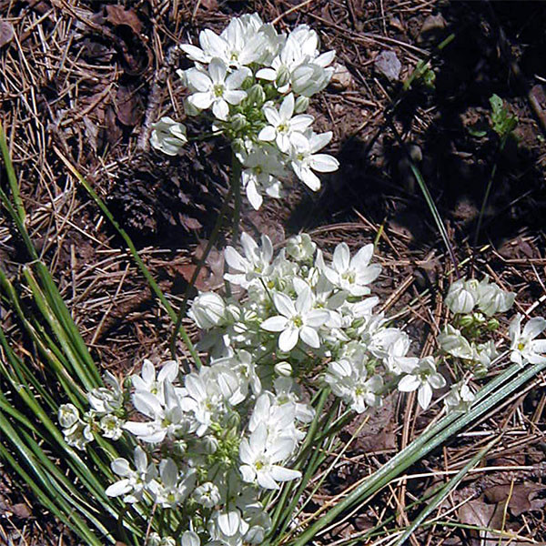 WHITE BRODIAEA Triteleia hyacinthina