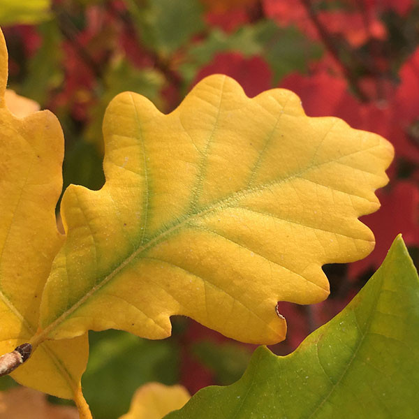 HERITAGE OAK Quercus  (Heritage)