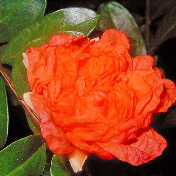 DOUBLE ORANGE POMEGRANATE Punica granatum (Double Orange)