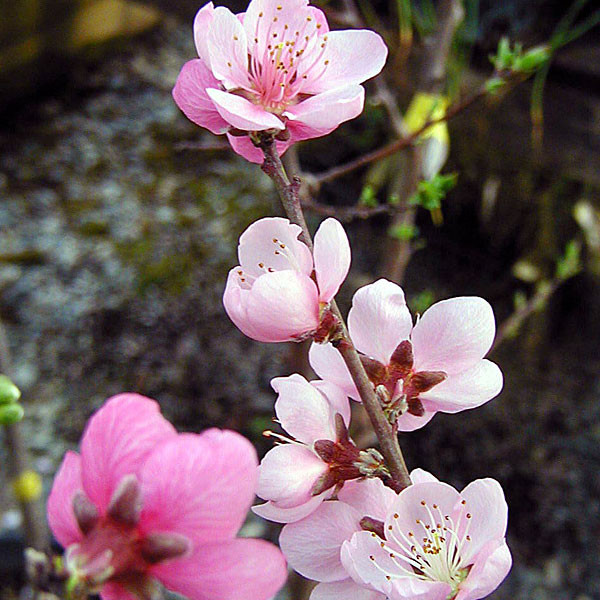 FROST PEACH (Prunus persica) "Frost"