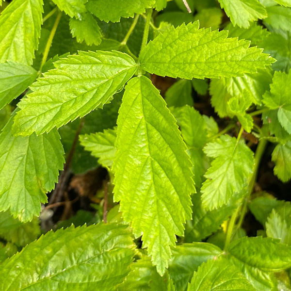 WHITE BLACKBERRY Rubus (Snowbank)