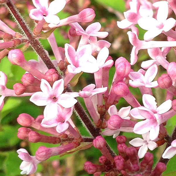 DWARF LILAC Syringa  (Josee)
