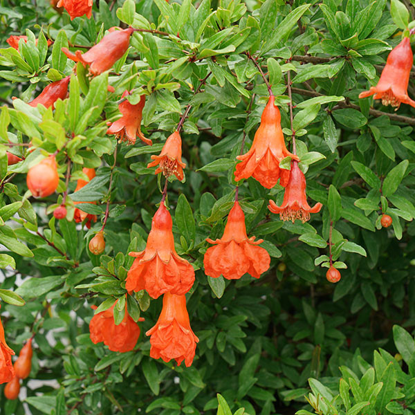 DWARF POMEGRANATE Punica granatum (Peppy Le Pom)