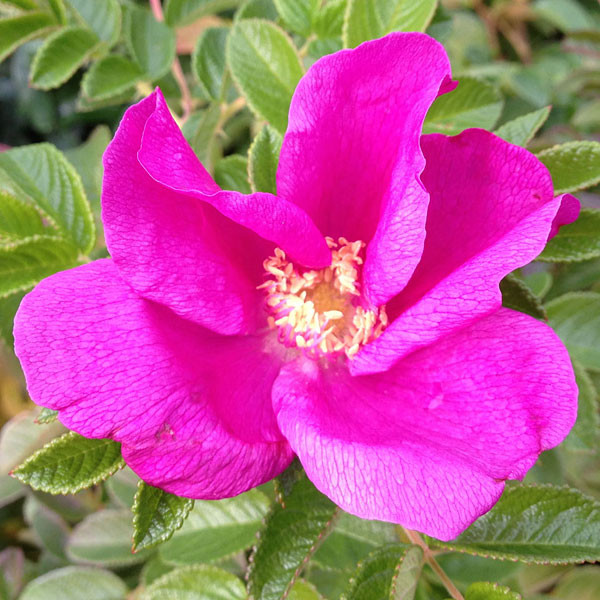 TOMATO ROSE Rosa rugosa