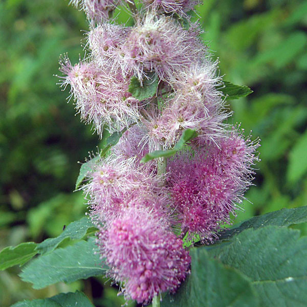 WESTERN SPIREA Spiraea douglasii (menziesii)