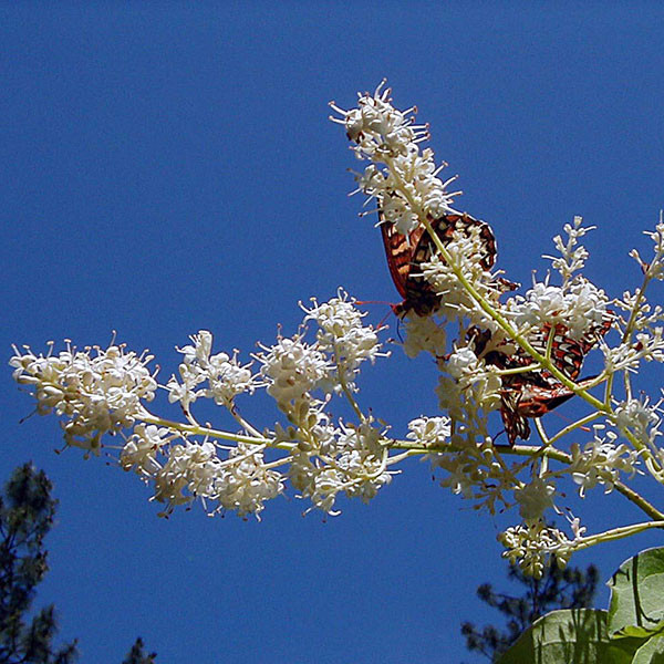 TREE LILAC Syringa reticulata (Ivory Silk)