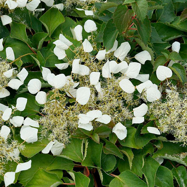 HYDRANGEA VINE Schizophragma hydrangeoides (Flirty Girl)