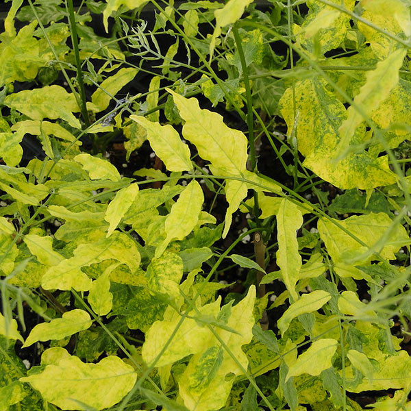VARIEGATED CHINESE WISTERIA