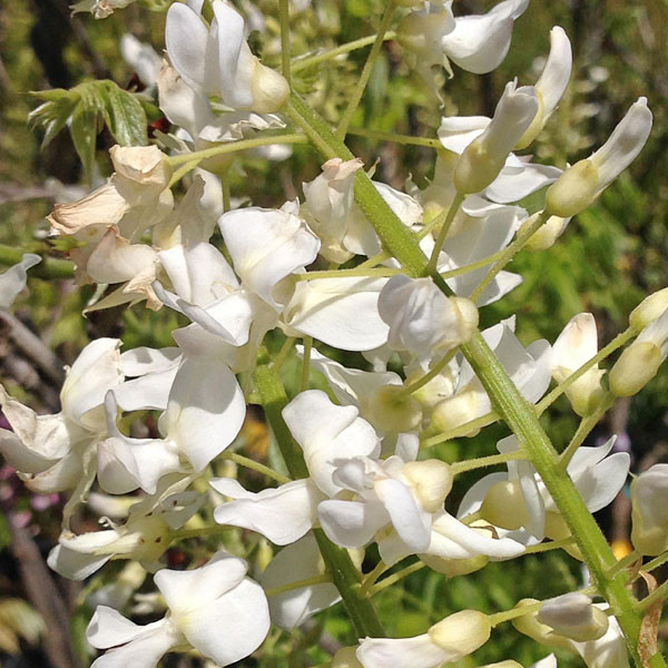 LONG WHITE JAPANESE WISTEWisteria floribunda (Longissima Alba)