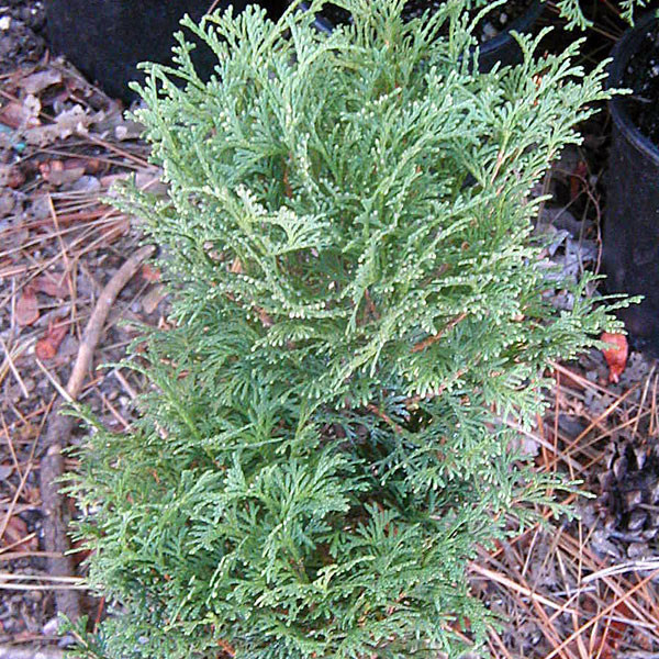 DWARF ARBORVITAE Thuja occidentalis (Tiny Tim)
