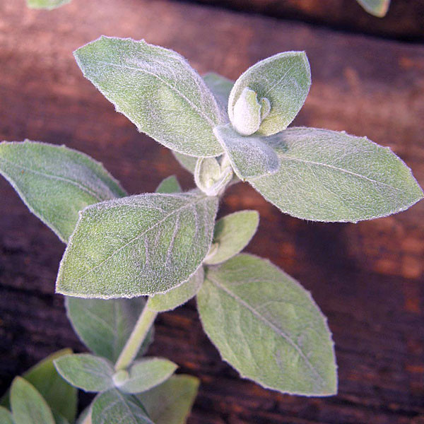 CALIFORNIA FUCHSIA Epilobium californica (Calistoga)