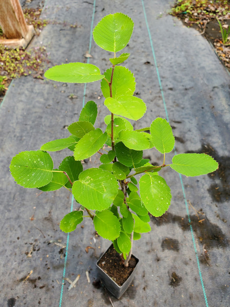 WESTERN SERVICEBERRY Amelanchier ainfolia