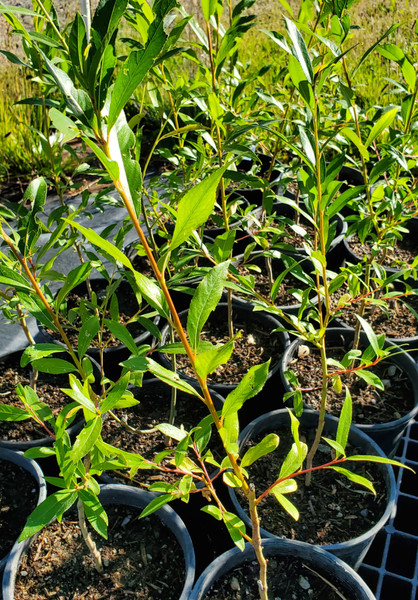Golden Willow (Salix alba vitellina)