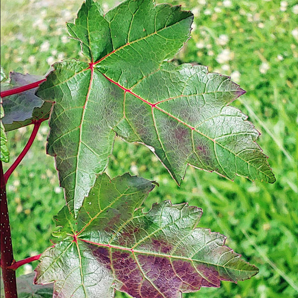 RED MAPLE Acer rubrum (Burgundy Belle)
