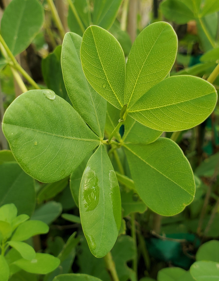 Baptisia lactea (WHITE BAPTISIA)