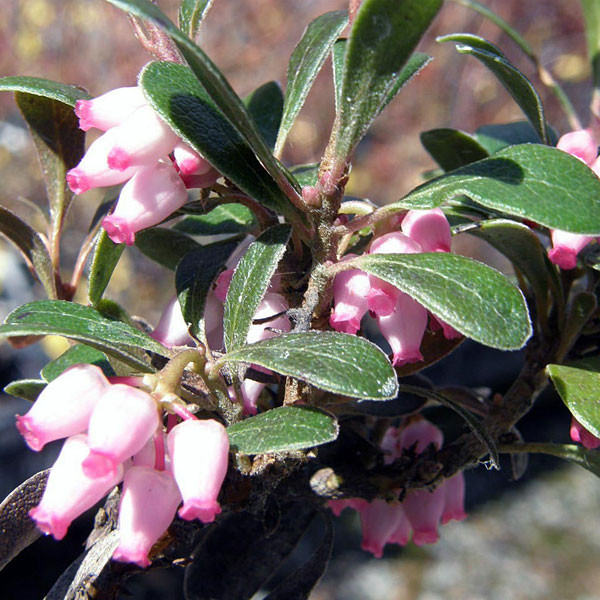 Arctostaphylos uva-ursi  (KINNIKINNICK)