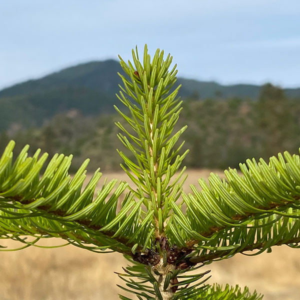 Abies magnifica 'shastensis' (SHASTA RED FIR)