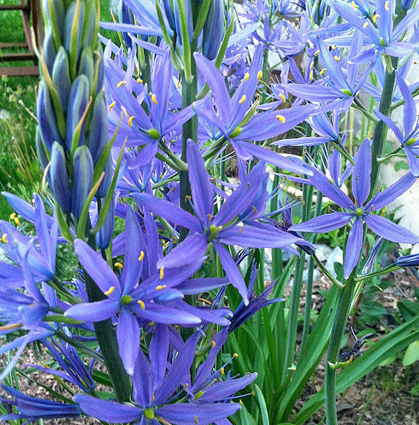 COMMON CAMAS Camassia quamash