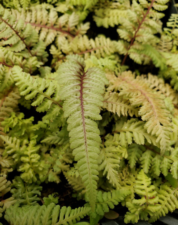 RED-STEM JAPANESE PAINTED FERN (Athyrium niponicum) "Regal Red"