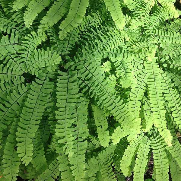 Adiantum pedatum (NORTHERN MAIDENHAIR FERN)