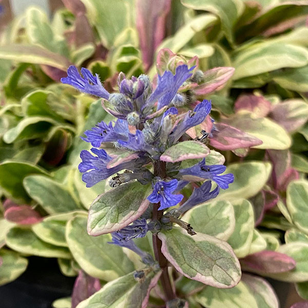 VARIEGATED BUGLEWEED Bugleweed tenorii (Princess Nadia)