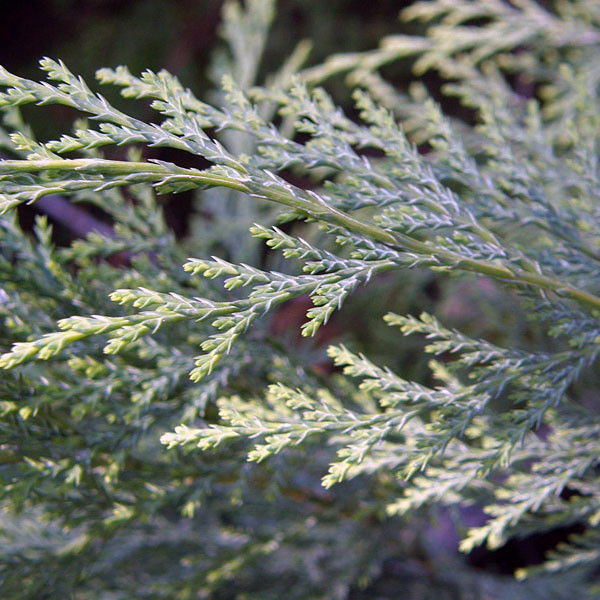 Chamaecyparis lawsoniana 'SOD Resistant' (PORT ORFORD CEDAR)