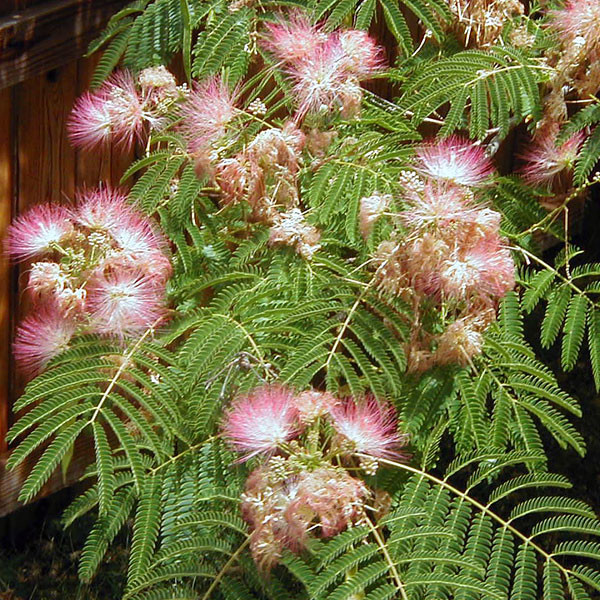 Albizia julibrissin (SILK TREE)